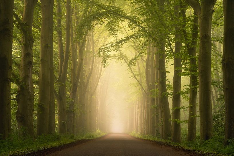 Spring Road by Jeroen Schouten