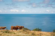 Kühe am Meer von Yanuschka Fotografie | Noordwijk Miniaturansicht