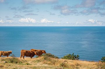 Koeien aan zee van Yanuschka Fotografie | Noordwijk