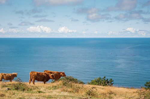 Cows by the sea