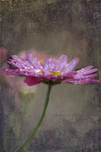 Marguerite im Regen von Carla van Zomeren