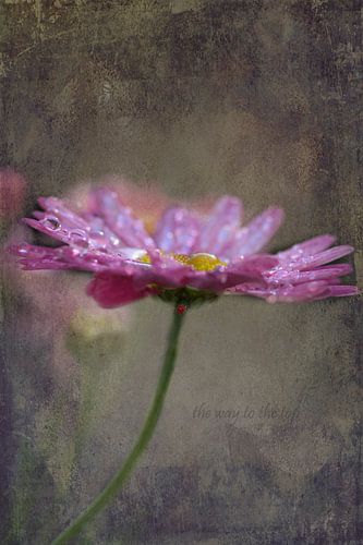 Marguerite sous la pluie