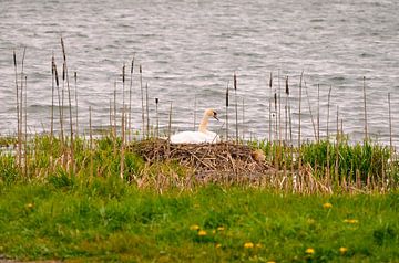 De zwanen van Ober Moos: Lente van David Reiver