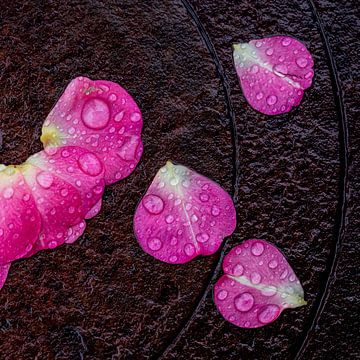 Roze bloemblaadjes met regendruppels