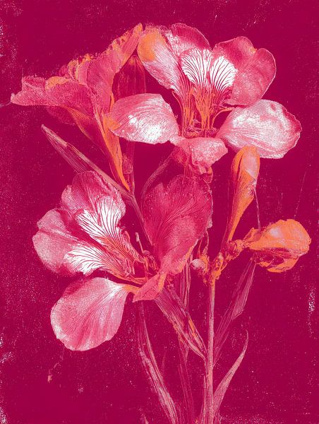 Fuchsienblüten im grafischen Stil - ausdrucksstarke botanische Kunst mit modernem Flair von But First Framing