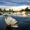 Water lilly during sunset  by Sjoerd van der Wal
