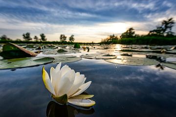 Water lilly during sunset 