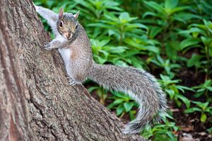  Squirrel 