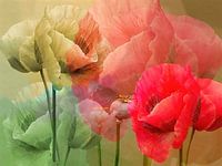 Mohnblume