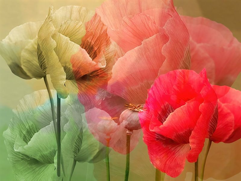 Mohnblume von juliette gribnau