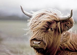 Portrait de veau écossais Highlander sur Diana van Tankeren