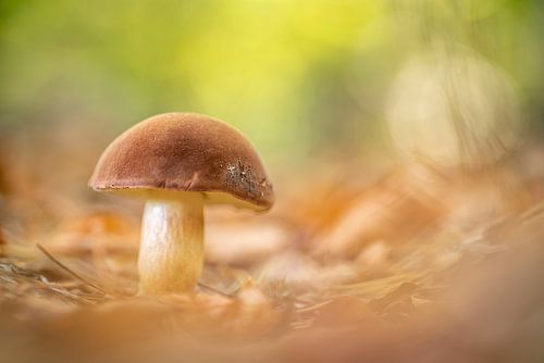 Scène d'automne aux champignons