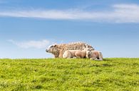 Familie schaap ligt te rusten op een dijk langs de kust van Hilda Weges thumbnail