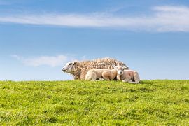 Family sheep resting on a dike along the coast by Hilda Weges