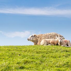 Schafsfamilie beim Ausruhen auf einem Deich an der Küste von Hilda Weges