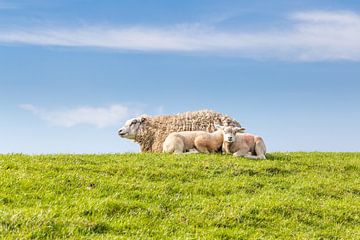 Schafsfamilie beim Ausruhen auf einem Deich an der Küste