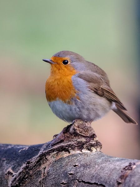 Portrait d'un rouge-gorge par Evelien Brouwer