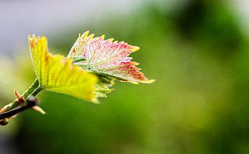 Young grape by gisela merkuur