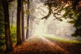 Breda Liesbos in de mist