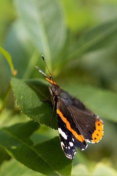 Seitenansicht von Atalanta