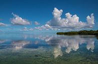 Spiegelend water landschap in Florida van Michèle Huge thumbnail