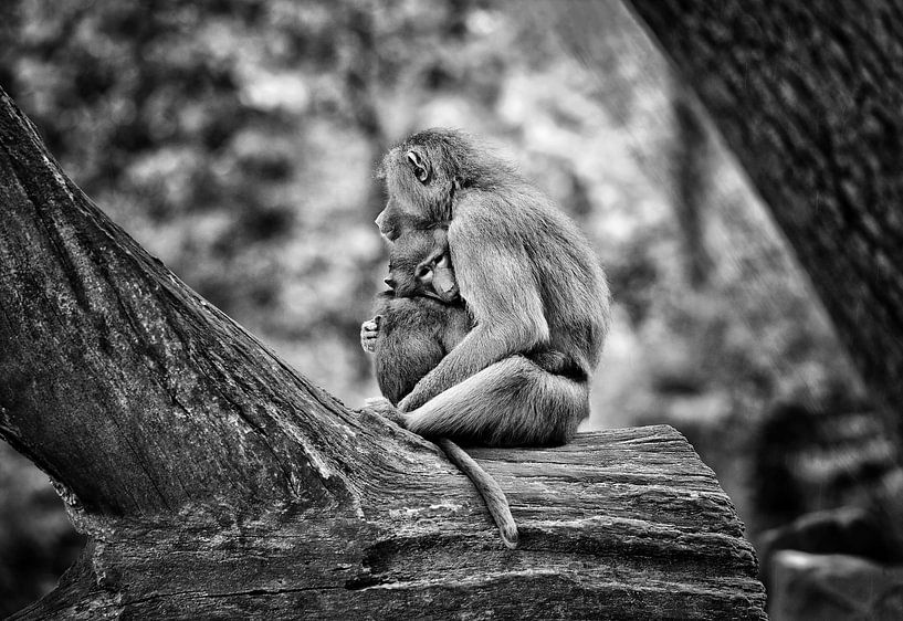 Moeder aap met baby van Chihong