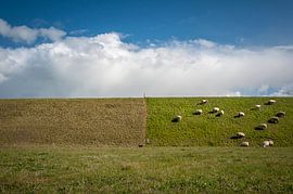 Sheep grazing on dyke by Marco de Graaff