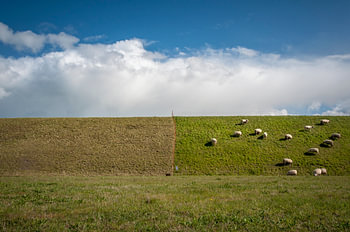 Sheep grazing on dyke