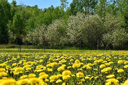Het park in bloei in de lente