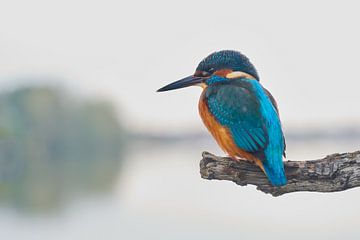 Eisvogel - der König von Eisvogel.land - Corné van Oosterhout