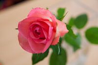 Roze roos