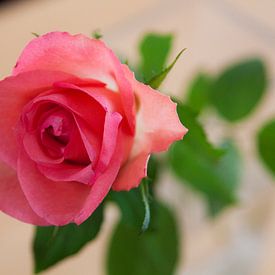 Roze roos van Ron Pool