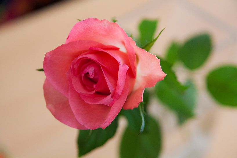 Roze roos by Ron Pool