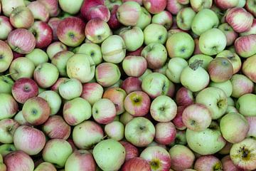 De oogsttijd voor appels is begonnen van Harald Schottner