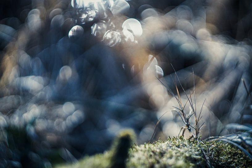 Magic forest by Wolbert Erich