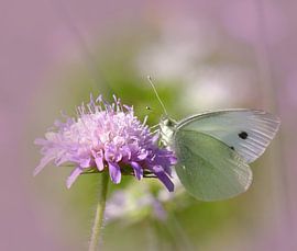 Papillon by Vera Laake