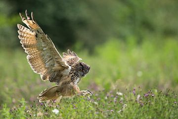 Oehoe in vlucht boven bloemenweide van Jeroen Stel