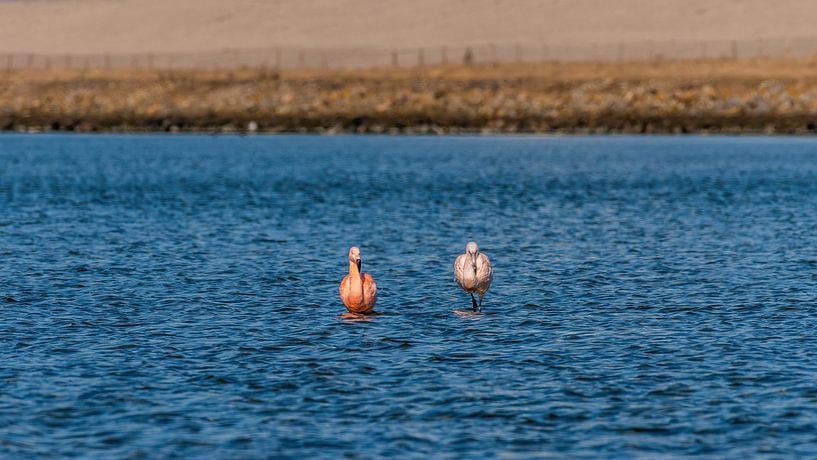 Flamingos in the Netherlands, the Phoenicopterus roseus. by Rob Smit