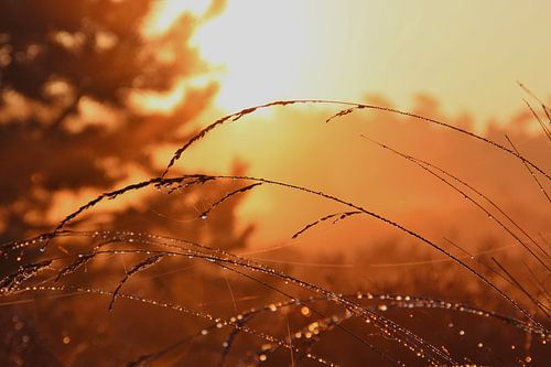 Gelassenheit von Jeroen Maas