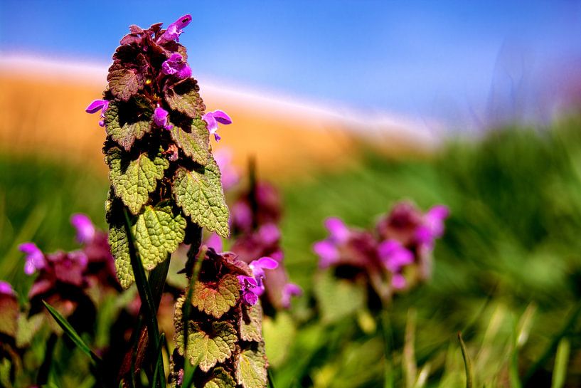 Concept flora : Gattung Fingerhut van Photoart-Naegele
