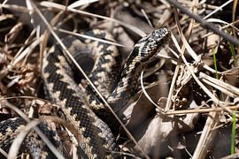 vipère dans l'herbe sur Eline Oostingh