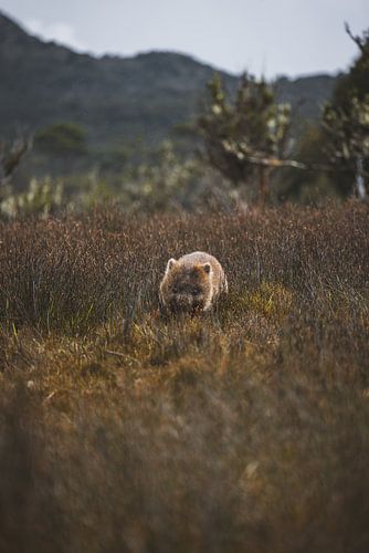 Wombats van Cradle Mountain: Ontmoeting met Tasmanië's Charmante Bewoners
