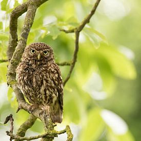 Little owl in the trees von Gerrit Last