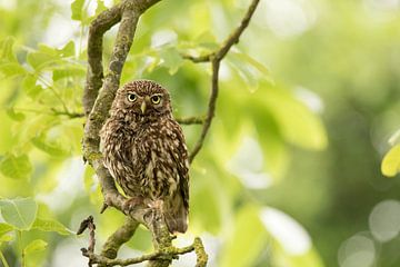 Owl in the tree van Gerrit Last