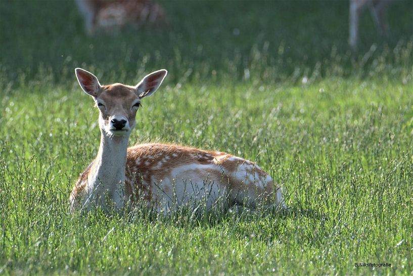 Bambi von Bonne`s plaatjes