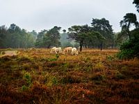 Leersumse Veld