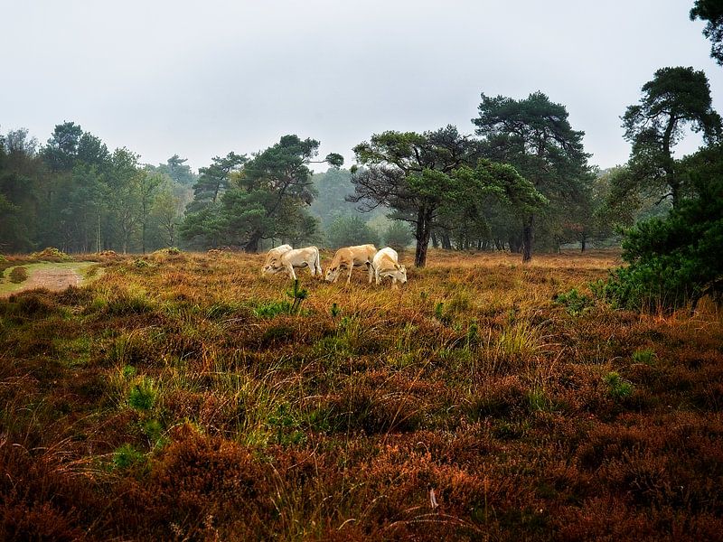 Leersum Field by Louis Kreuk
