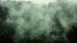 Der Wald atmet von Maurice Weststrate