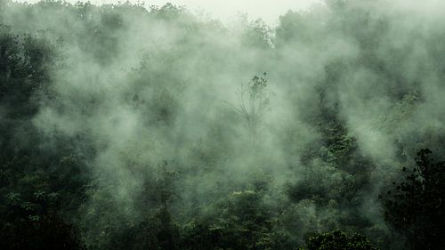 The Bush exhales after a long wet night