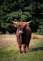 De Schotse Hooglander